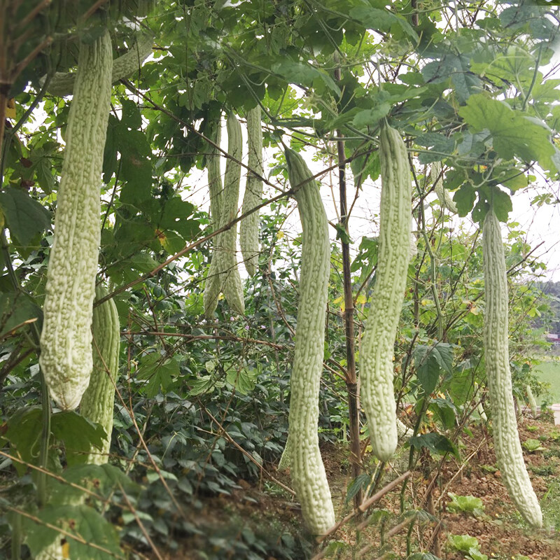 农之子 长白苦瓜种子白瓜 农之子长翠玉2白苦瓜种子 10g【约45粒更