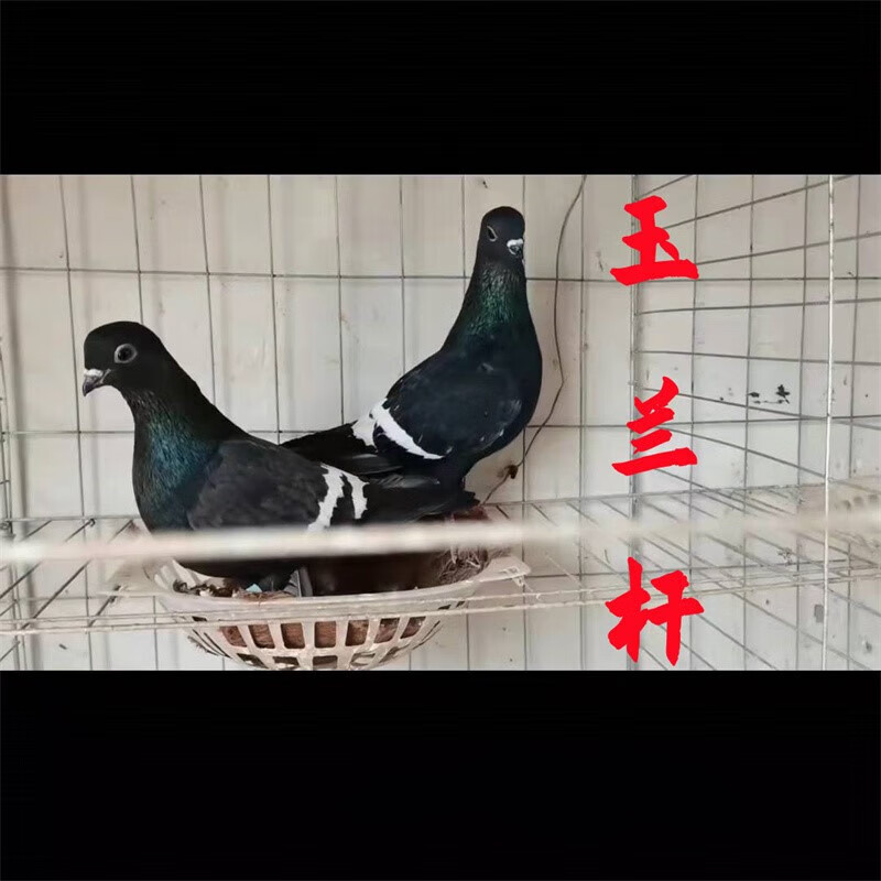 【官方旗舰】观赏鸽玉栏杆鸽子老国系高飞栏杆鸽子种鸽青年一对月牙