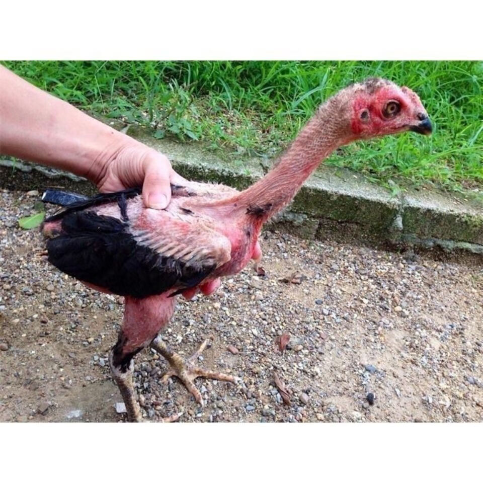 斗鸡活体 半斤越南纯种鬼子小斗鸡一公一母中原泰国越南成年斗鸡 大赛