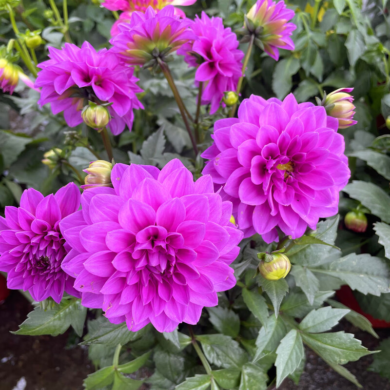 小丽花盆栽耐寒花期长大丽花庭院阳台盆栽多年生好养带花发货 小丽花