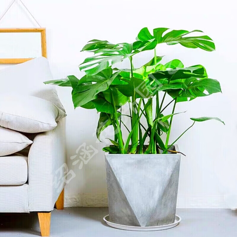龟背竹大盆栽室内客厅大叶大型绿植仙洞简约 精致款春羽 盆 铁架 含盆