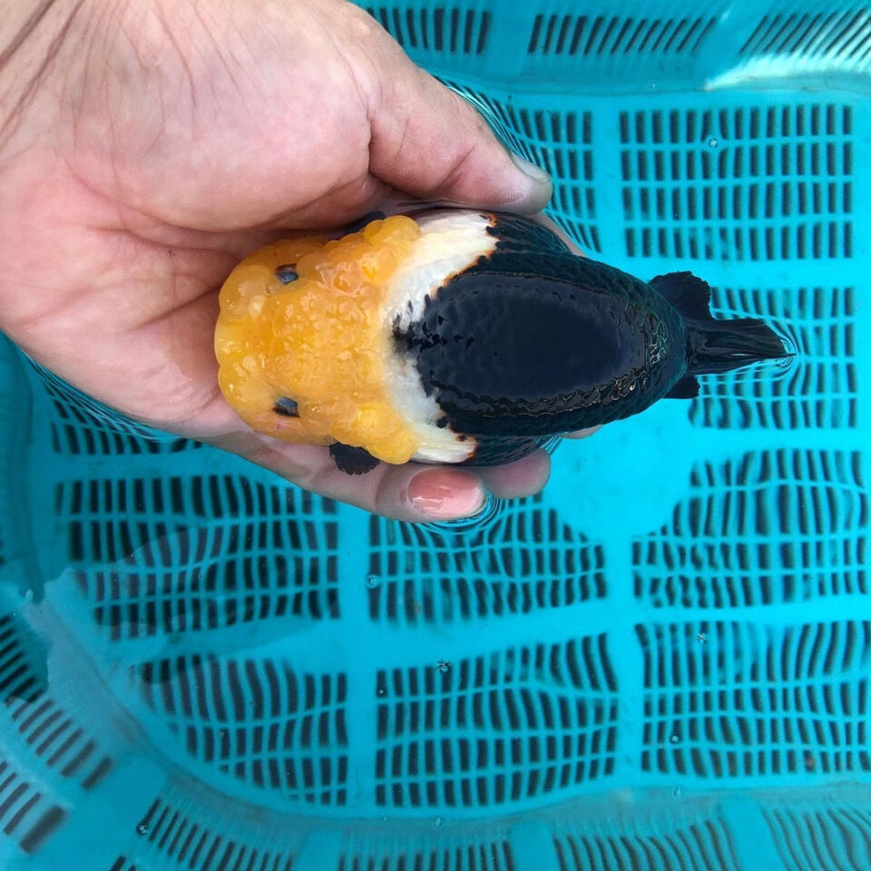 冷水观赏鱼精品金鱼兰寿泰狮鎏金活体宠物鱼水族世界淡水好养成鱼麒麟