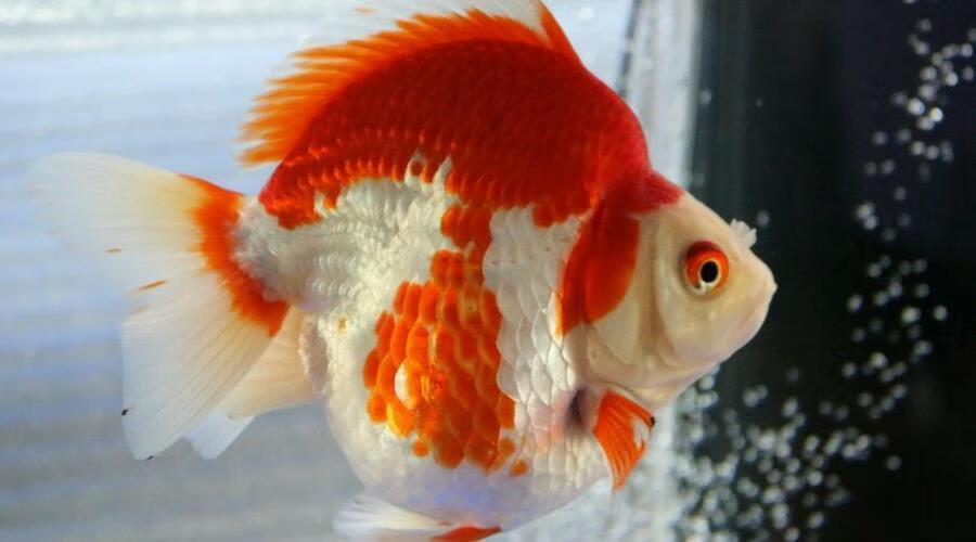 精品鎏金金鱼高背短尾活体淡水冷水观赏鱼宠物鱼水族红白好养耐活