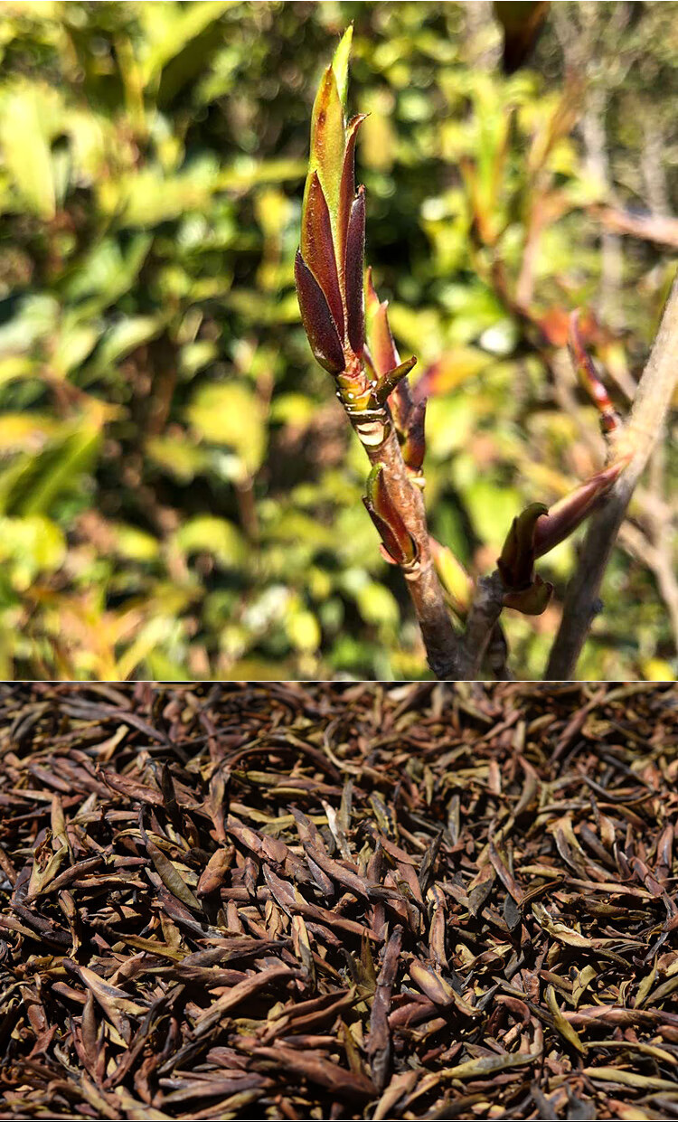 2018年云南紫芽苞茶紫芽孢血芽茶古树芽孢普洱茶生茶散茶500g