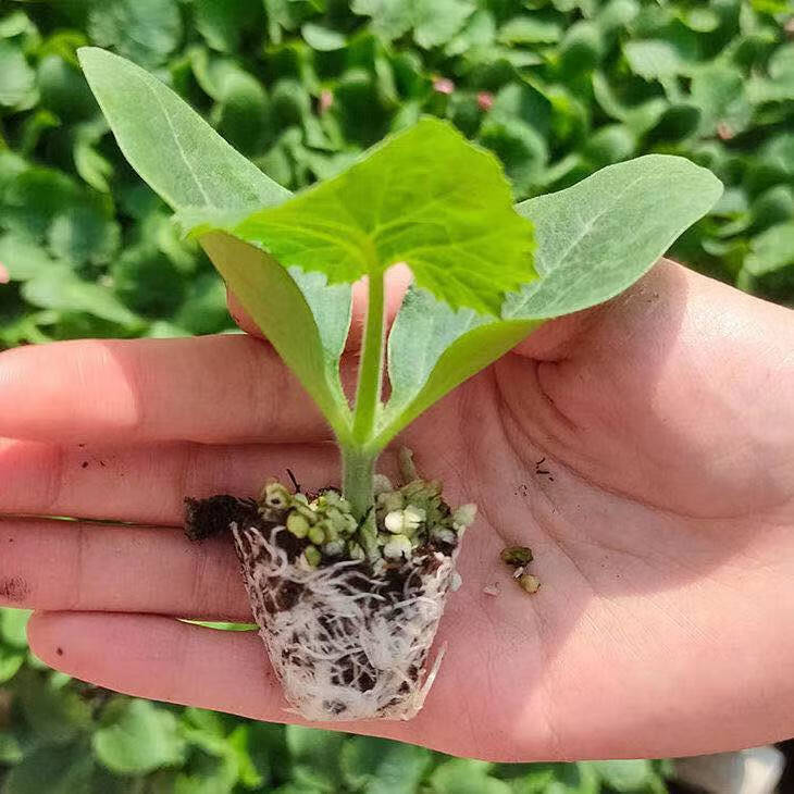 高产西葫芦蔬菜秧苗占瓜苦瓜黄丝瓜苗子阳台盆栽地载蔬菜瓜苗批发一级