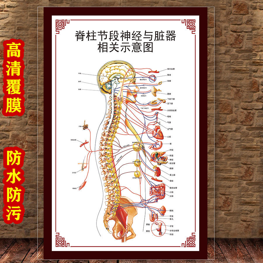 女性生殖图人体内脏解剖系统示意图医学宣传挂图人体结构海报梦倾城yt