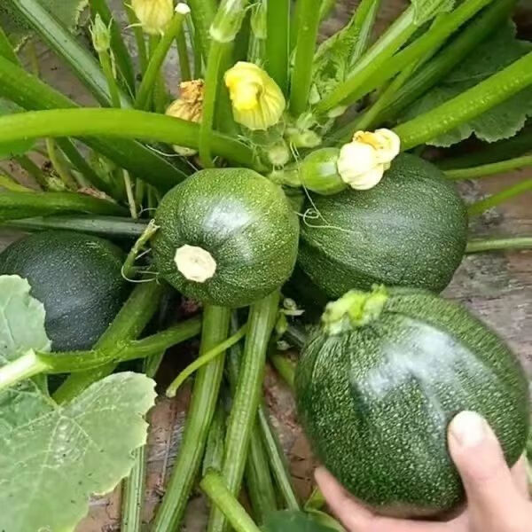 四川新鲜南瓜小圆瓜批发圆形西葫芦绿皮青皮嫩瓜时令蔬菜 嫩南瓜5斤