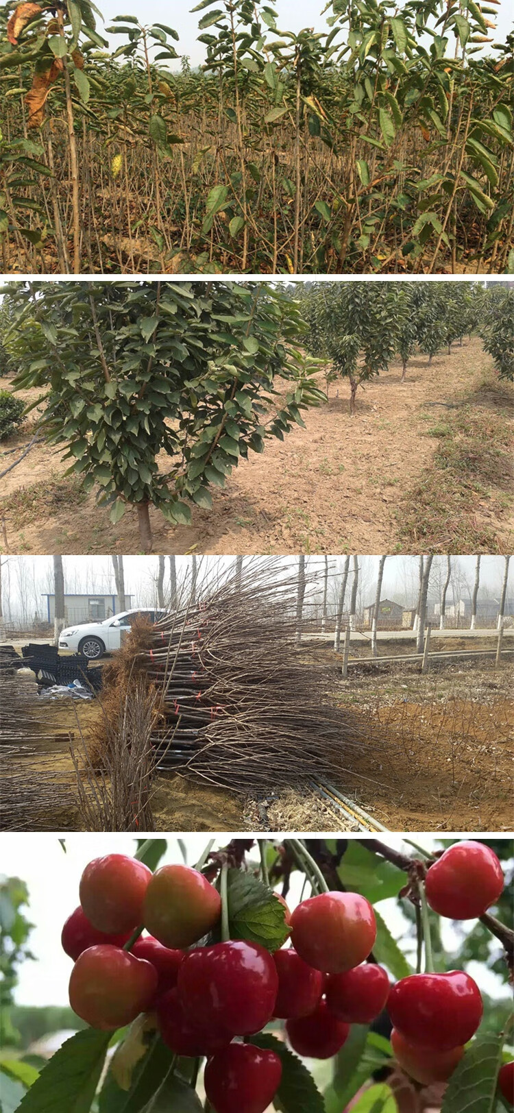 义乌红苗樱桃基地图片