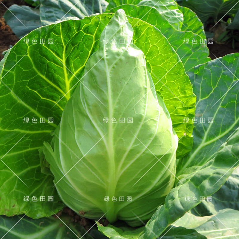 蝶遇中甘十一号种子早熟高产卷心包菜籽田园农家春秋四季播蔬菜孑