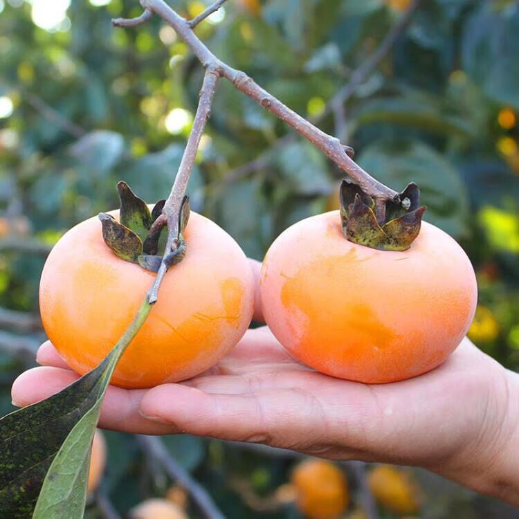 现摘红柿子爆甜软柿子新鲜水果甜柿子当季时令火柿子水晶柿黄柿子 5斤