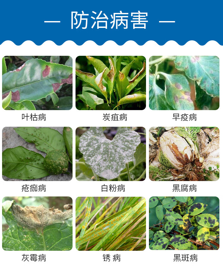 柑橘白粉病用什么药(柑橘上的白粉)