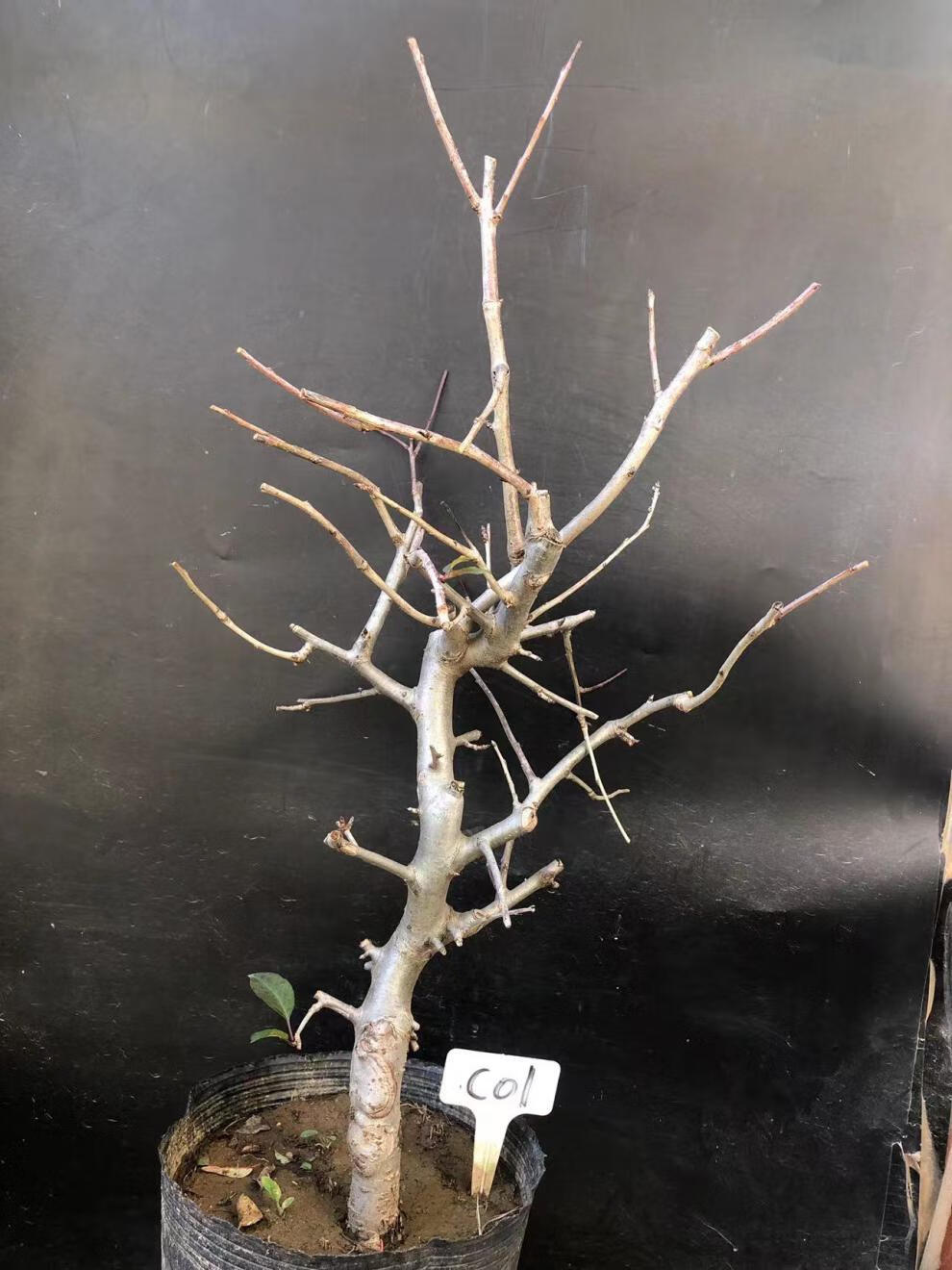 垂丝海棠植物室内好养植物老桩花卉树苗盆栽海棠盆景花卉盆栽红色 8年
