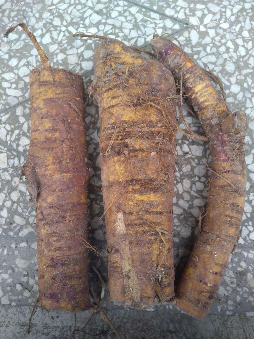 伟博新鲜野生老桑树根老桑头中药材桑白皮桑根皮老