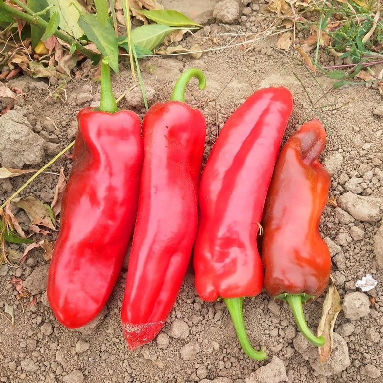 新鲜大红尖椒红辣椒农家红椒虎皮红椒剁椒辣椒酱红辣椒泡椒 不辣 3斤