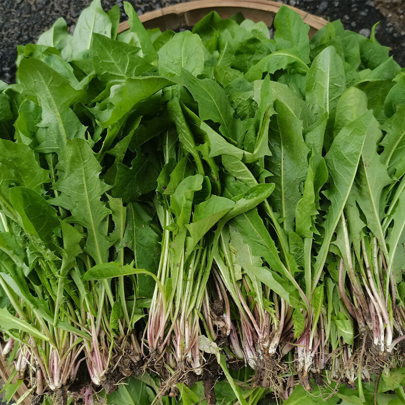 适用于新鲜蒲公英野菜现挖山野菜婆婆丁花嫩叶草纯野菜苦菜东北蘸酱