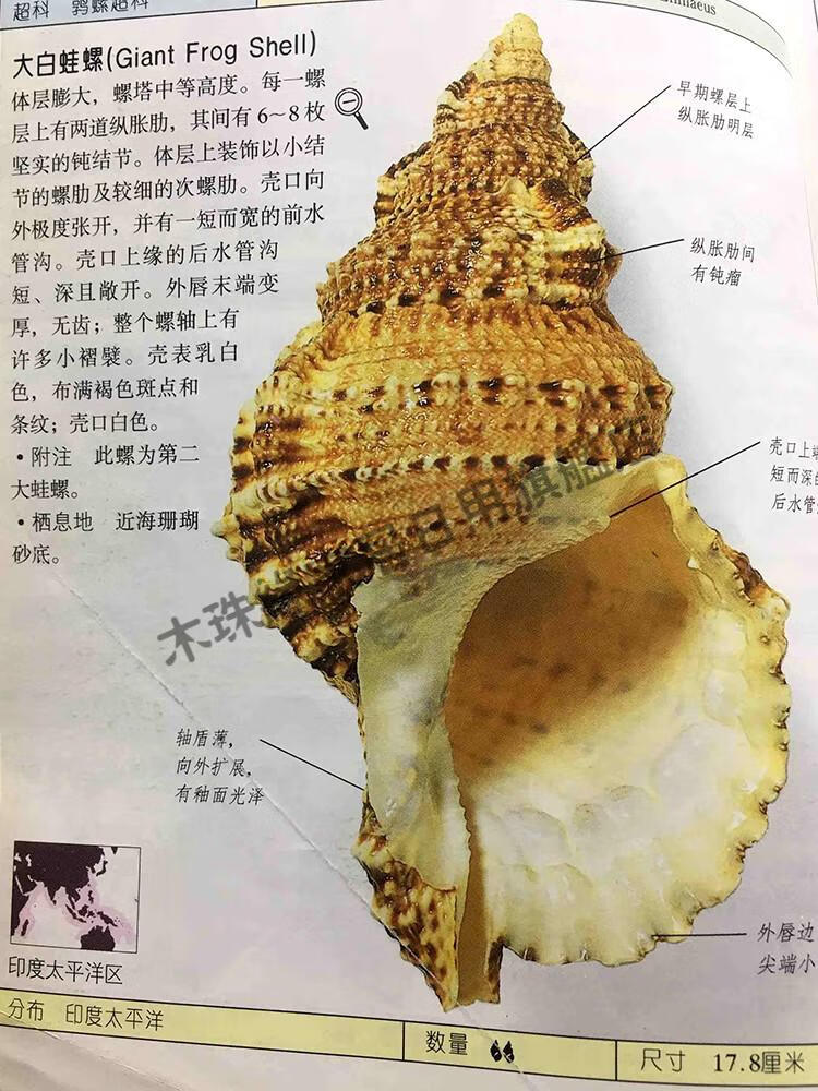 海螺壳贝壳工艺品鱼缸造景装饰品大海螺贝壳摆件大蛙螺石5671木珠缘