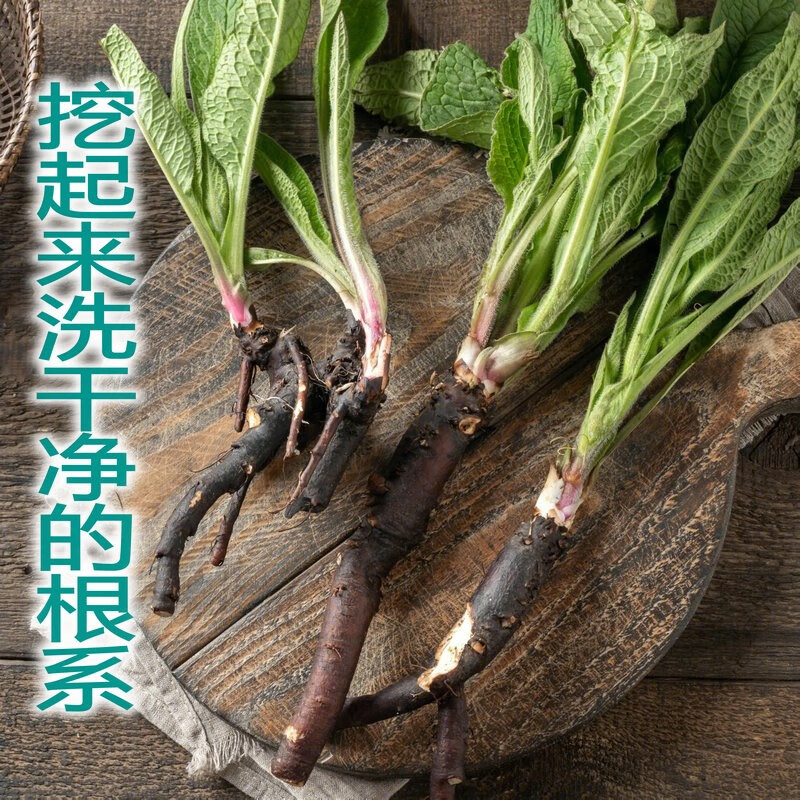 永赐(yongci)俄罗斯饲料菜种根聚合草种根爱国草肥羊草友益草根多年生