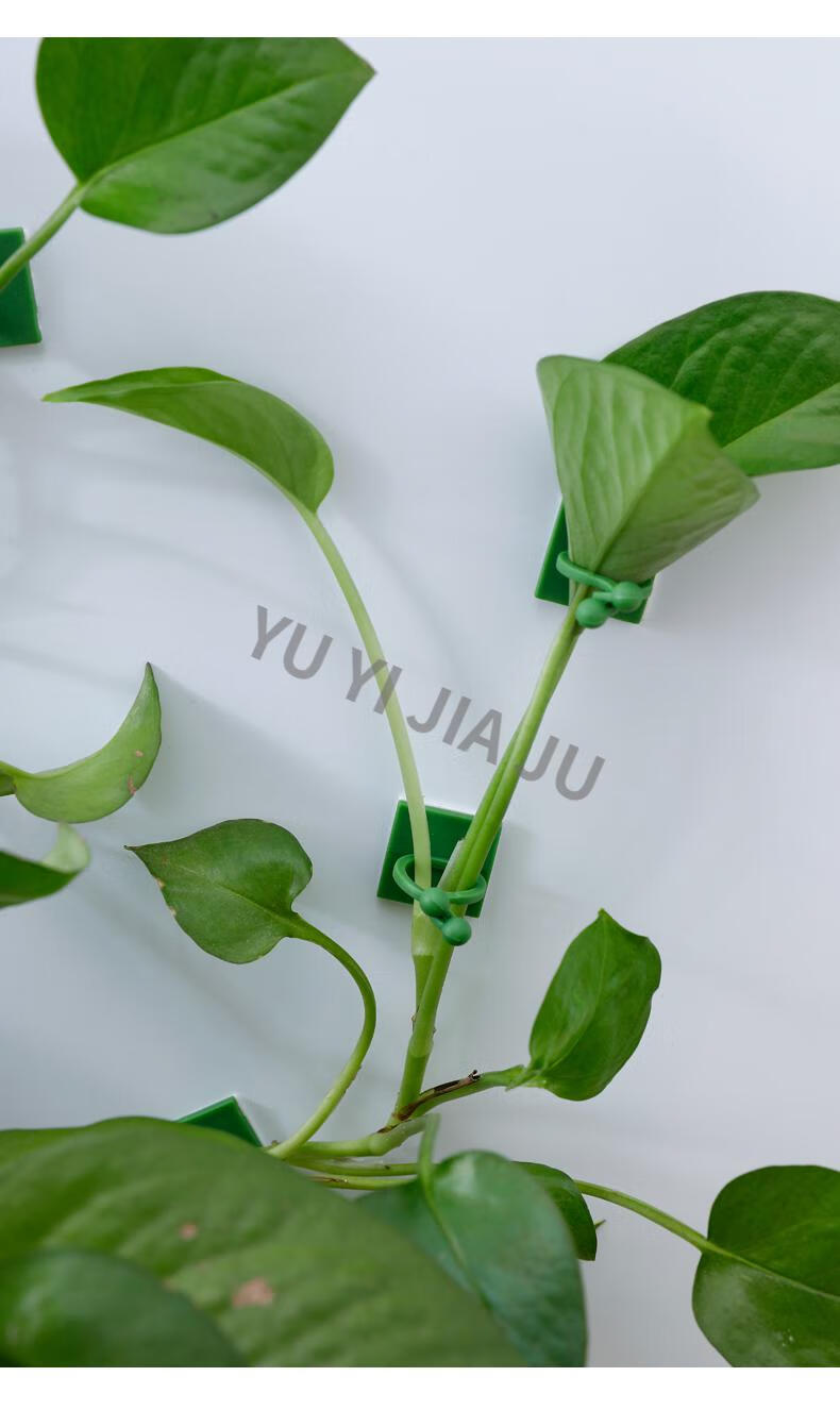 乐真 绿萝固定器挂墙绿萝爬墙神器植物固定器藤蔓夹扣卡扣长藤夹子