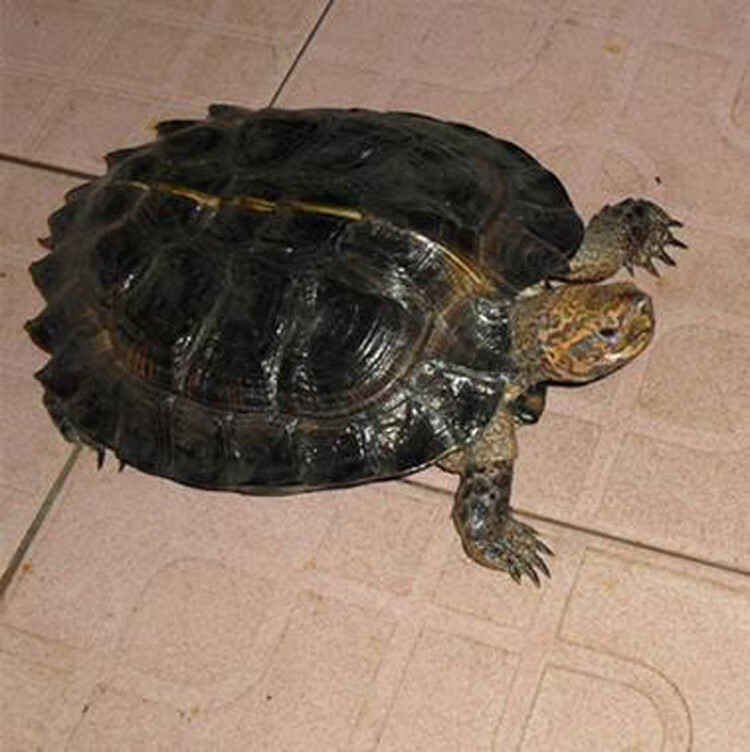 亚洲巨型龟亚巨乌龟观赏种龟苗草龟大型素食吃蔬菜水果半水龟宠物 5