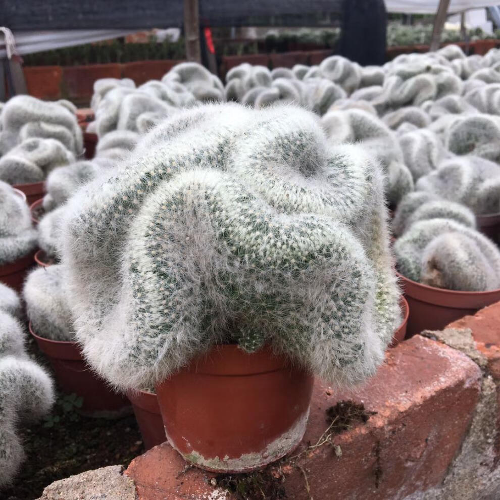 稀有仙人掌老乐柱白星仙人球芳香丸缀化白毛不扎手多肉 老乐柱三头10