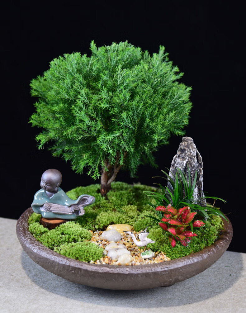 雾松盆栽室内绿植雾凇桌面微景观盆景办公室客厅阳台庭院好养植物