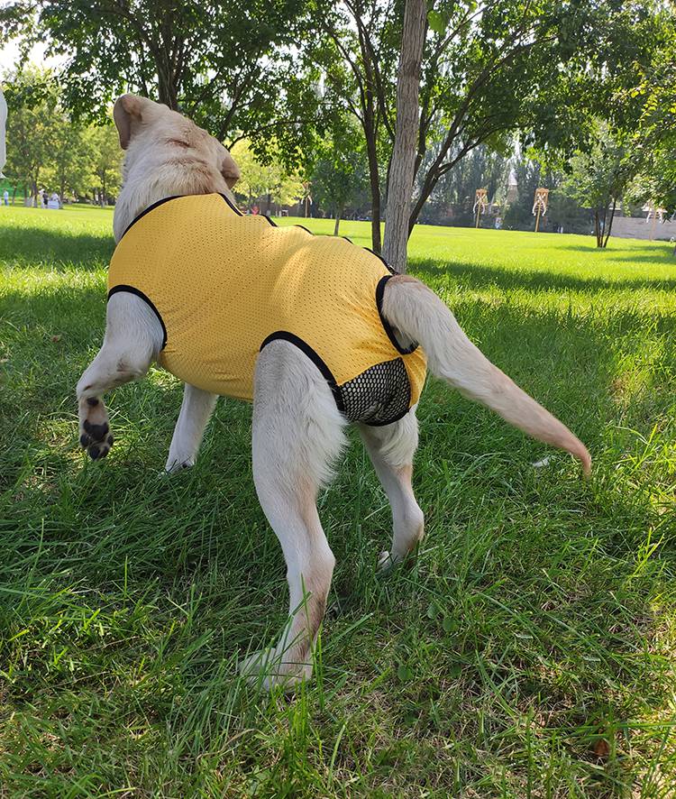 狗狗连体生理裤 金毛狗狗大中型犬连体生理裤可小便母狗防骚扰月经裤