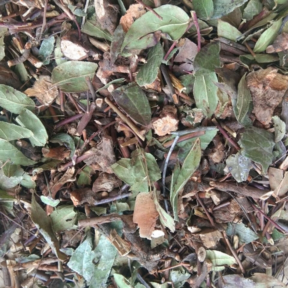 伟博贵州透骨香中药材滇白珠透骨草全株干货满山香搜山虎500g克500g