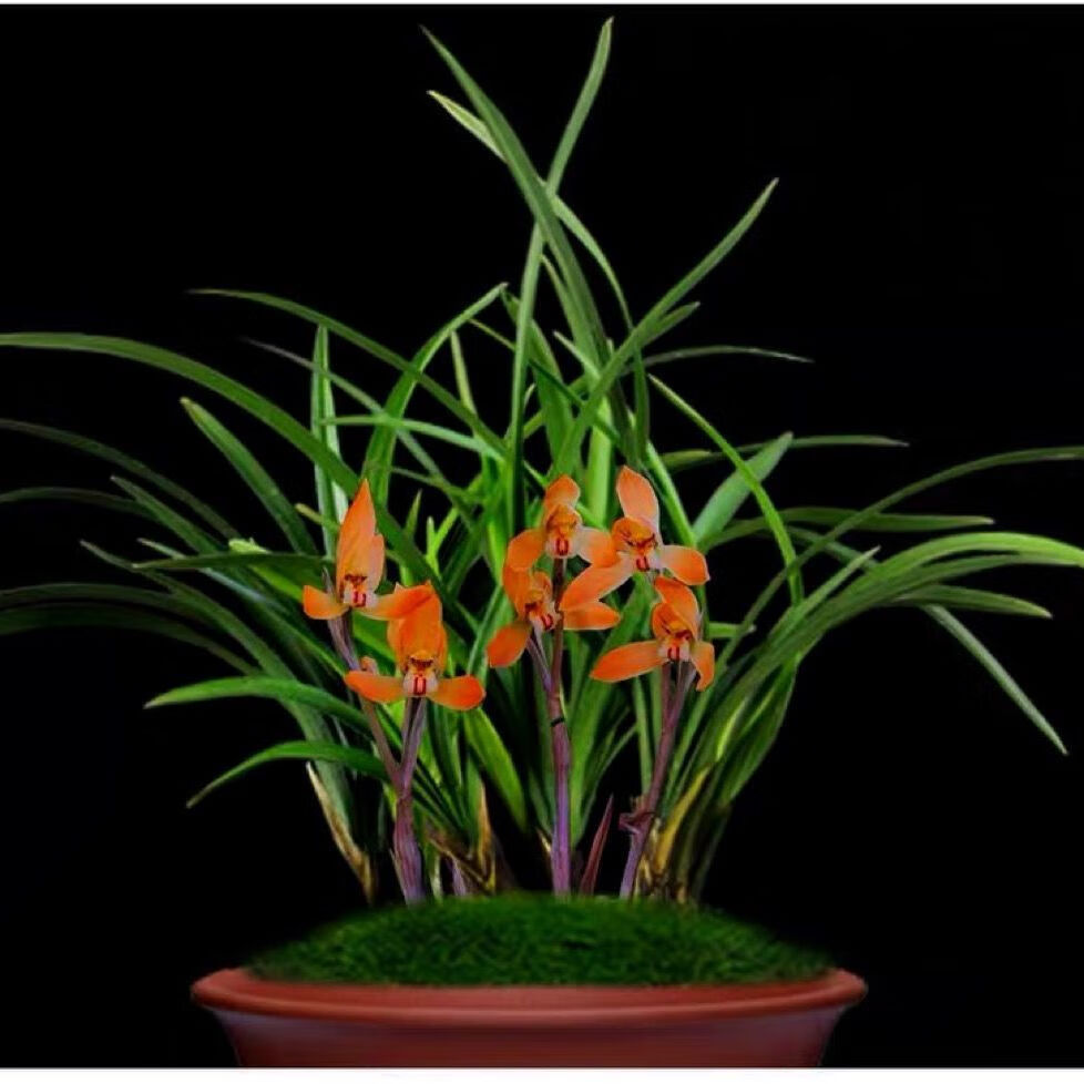 兰花苗春兰娄山红名贵兰花浓香型室内阳台绿植盆栽春节开花 滇红素2苗