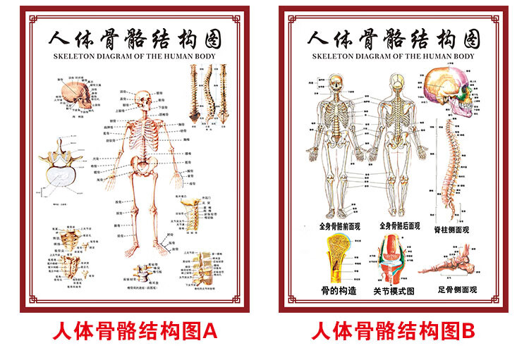 人體肌肉與骨骼分佈圖人體骨骼圖掛圖器官內臟結構圖海報脊柱圖解肌肉