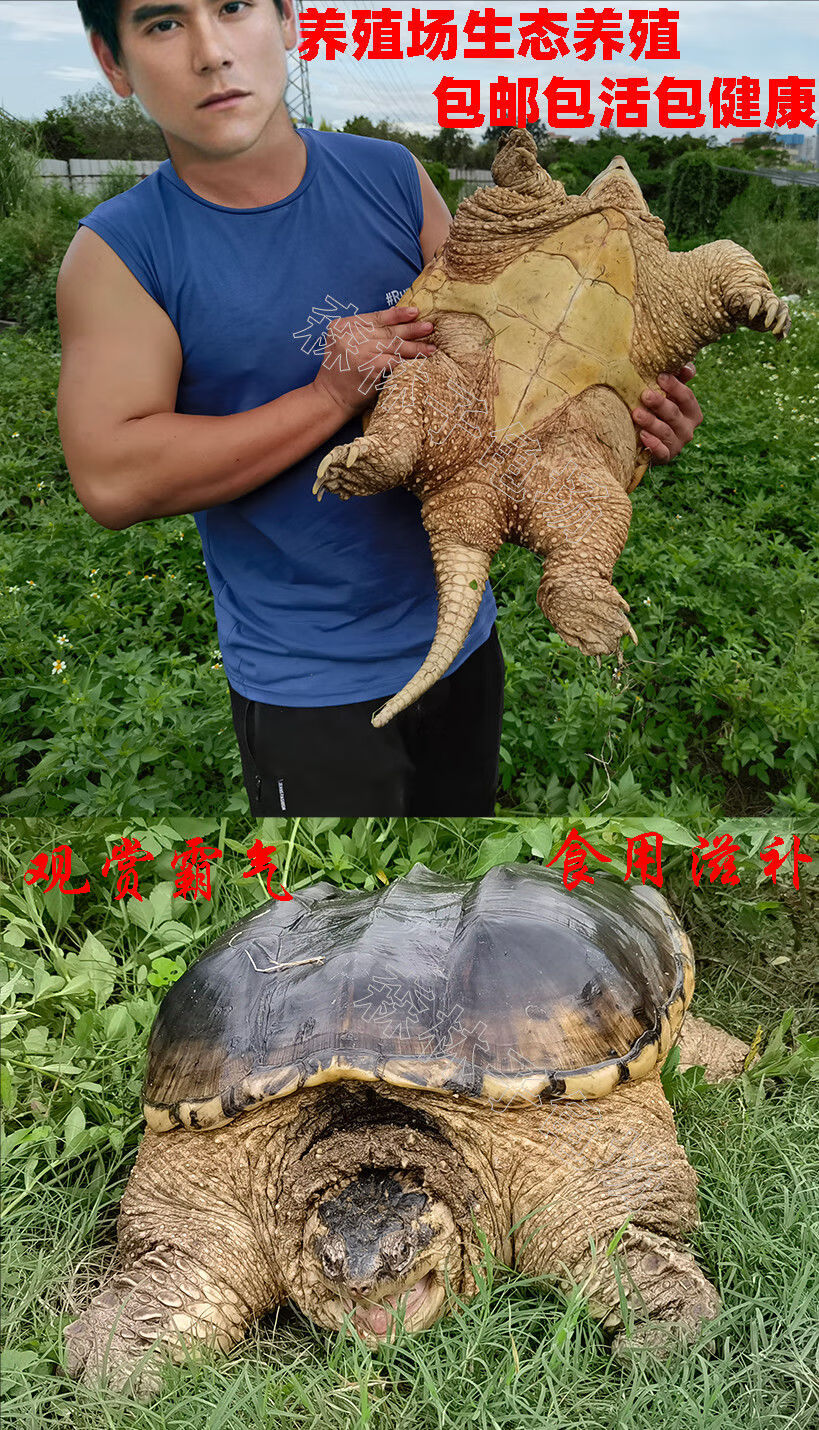 顺丰发货外塘食用龟大鳄龟北美杂佛鳄龟种龟特大型煲汤78斤优品顺丰