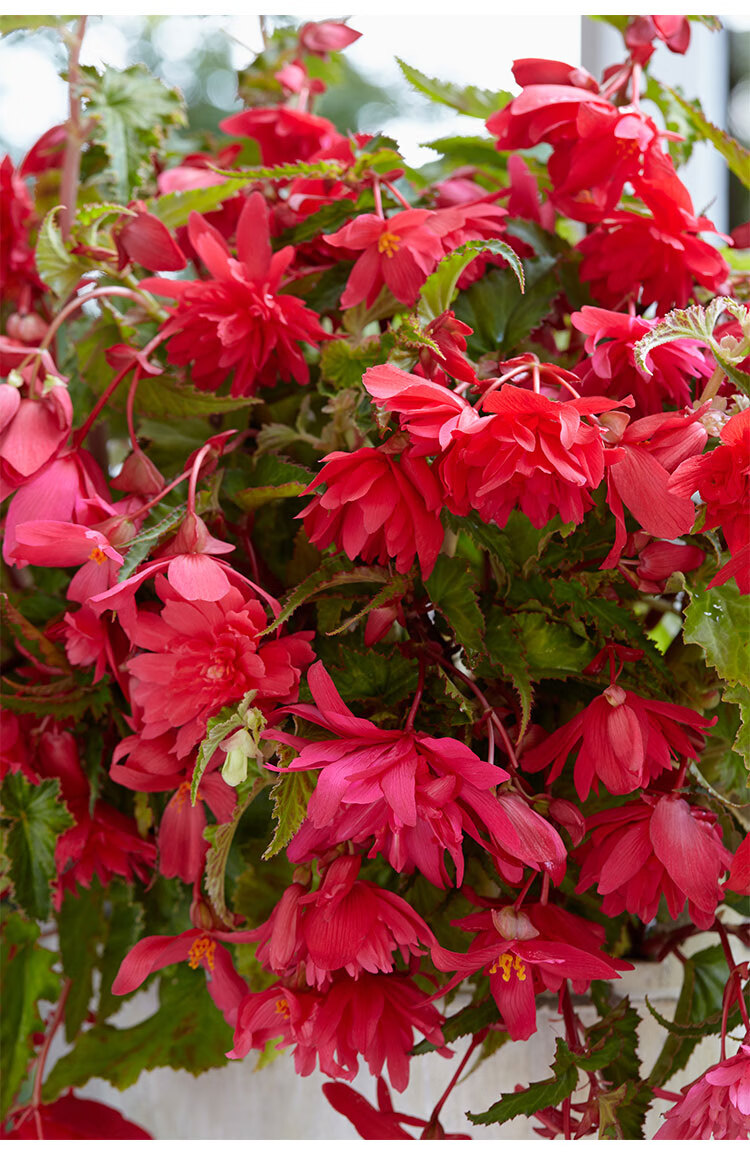 球根海棠种球夫妻海棠多年生室内外庭院盆栽花卉好养香芳香红有香味1