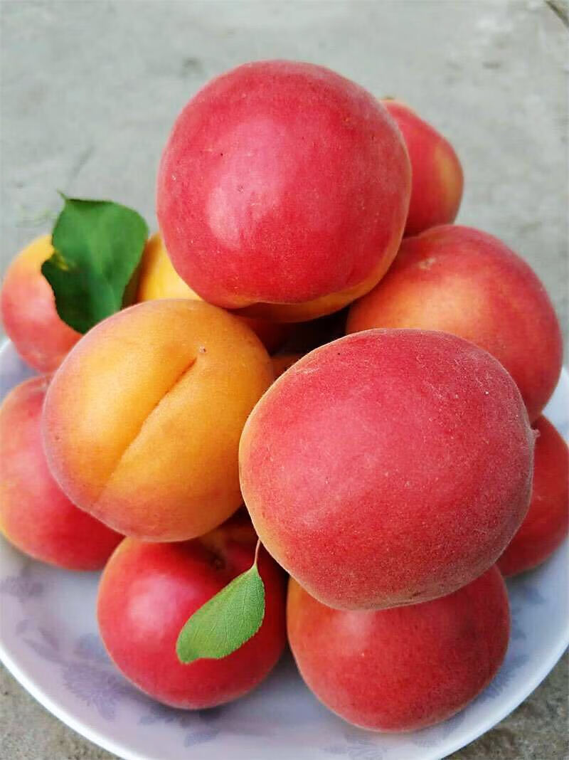 河北头茬大红杏 当季新鲜杏子水果酸甜可口杏子蜜杏 孕.