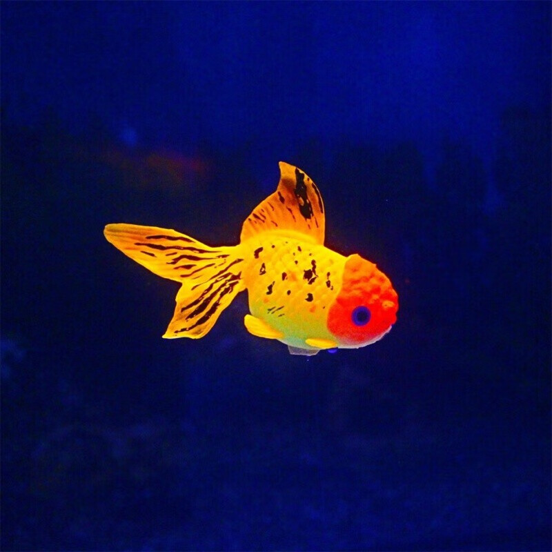 假鱼会动的夜光假鱼可漂浮仿真会游荧光金鱼缸小鱼软胶彩色装饰品水族