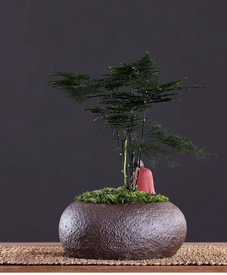 绿植文竹盆景盆栽花卉植物室内花盆栽净化空气除甲醛桌面装饰摆件禅