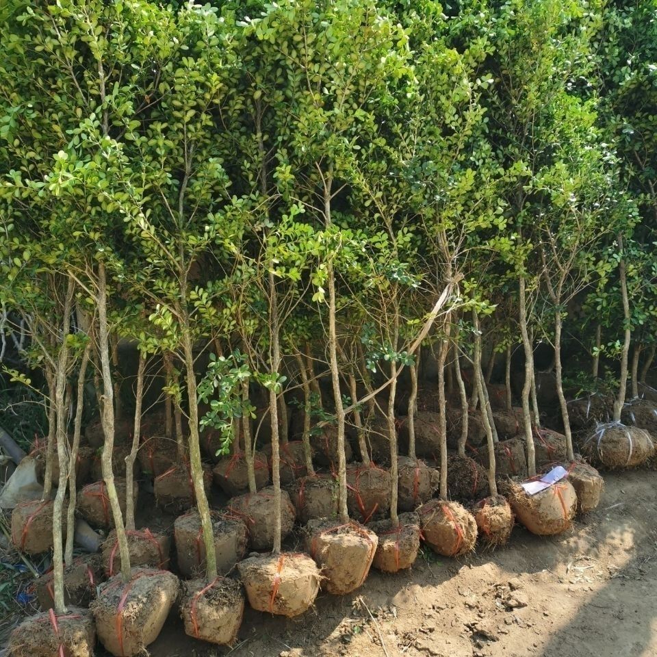 姬卉 黄杨树独杆黄杨小叶瓜子黄杨盆栽绿植黄杨老桩盆景室内阳台庭院l