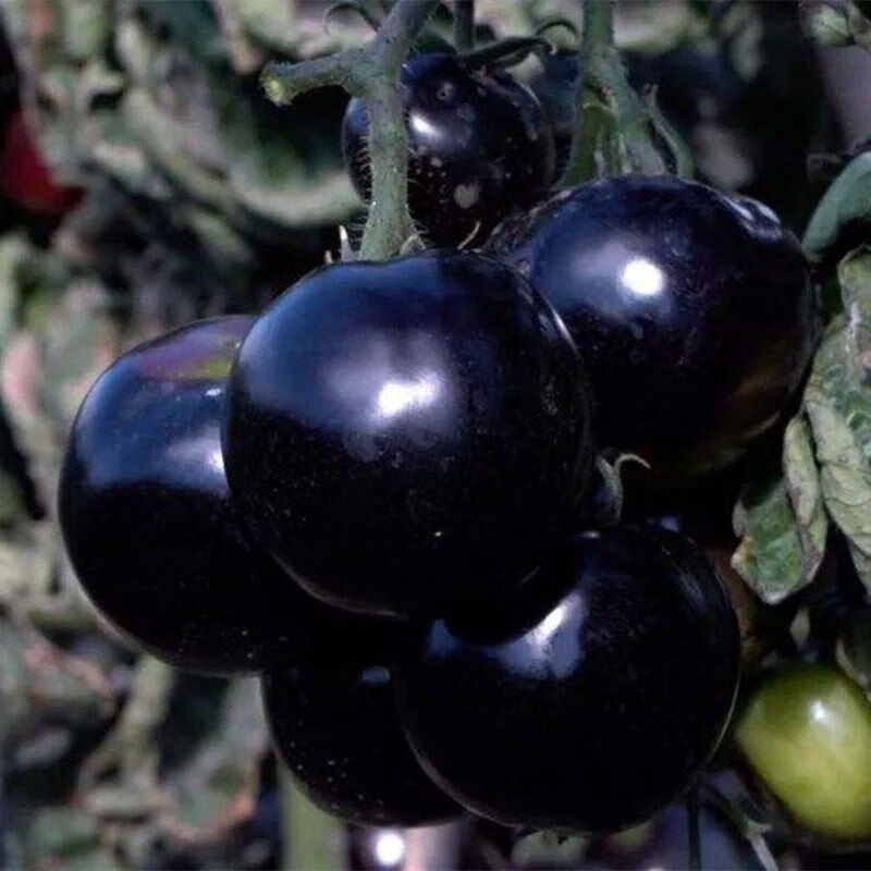 紫圣女果 简装300粒【图片 价格 品牌 报价】-京东