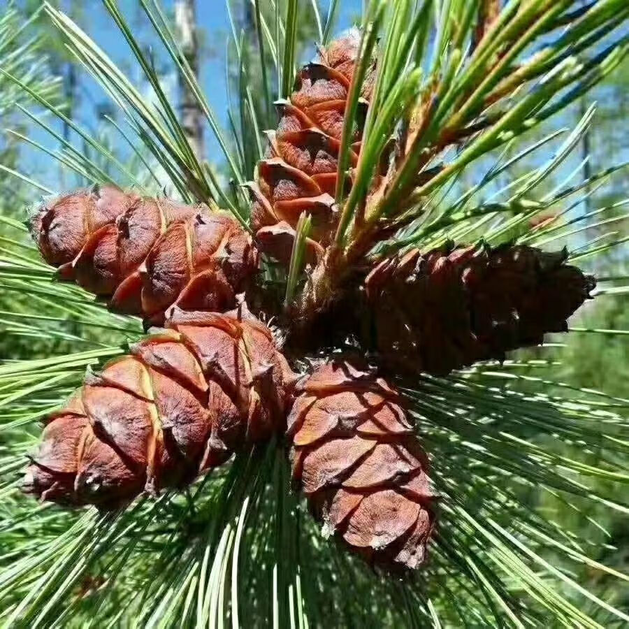 東北大興安嶺特產野生天然馬尾松樹塔鹽水煮熟鹹味偃松塔500g1500