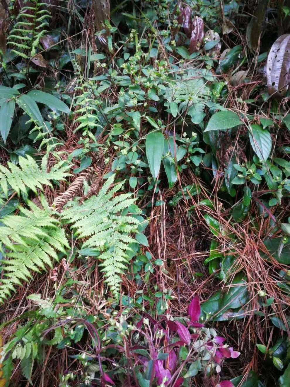 有仁堂新鲜风柜斗草鲜货500g,风骨草风鼓草风谷草诸头红肉穗草 1000g
