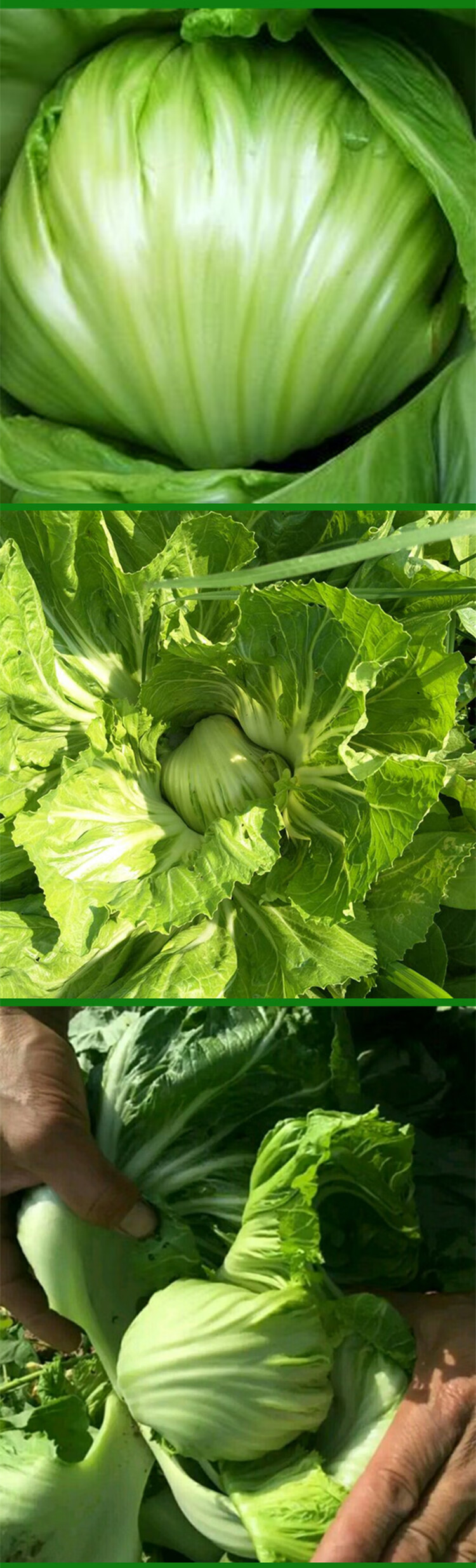 芥菜种子11号大肉包心芥种籽挂菜胆秋冬季播大田高产蔬菜种孑东绿11号