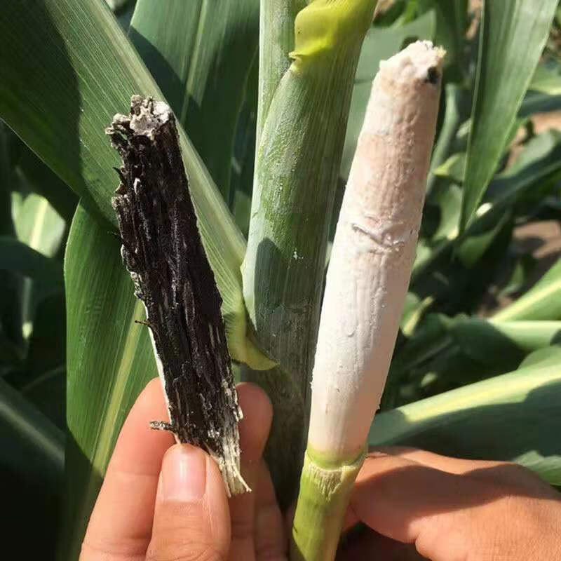 乌米菌种乌米高粱乌米新鲜一分地菌种一斤菌五两种一斤种五两种