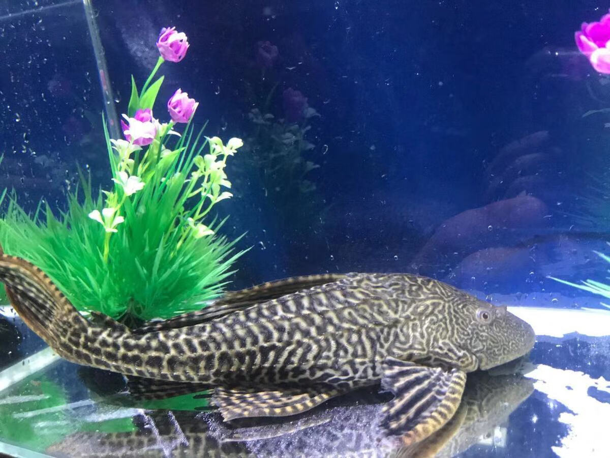 【京选好物】活体大尺寸清道夫鱼淡水鱼缸清洁工专吃鱼粪除藻净化水质