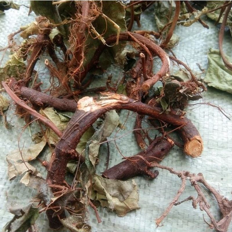 有仁堂 贵州地瓜藤野牲新鲜地瓜藤中草药材地枇杷根地瓜泡可药用下单