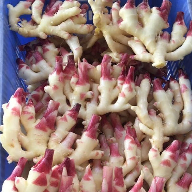 2022年嫩姜仔姜子姜新鲜板姜四川红芽批发糖醋泡姜 精选泡菜姜(偏老)