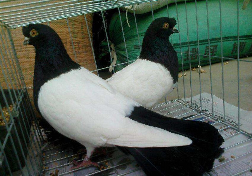 乌红秀青年鸽羊眼幼鸽点子鸟一对 两头黑乌青年一对(两三个月)【图片