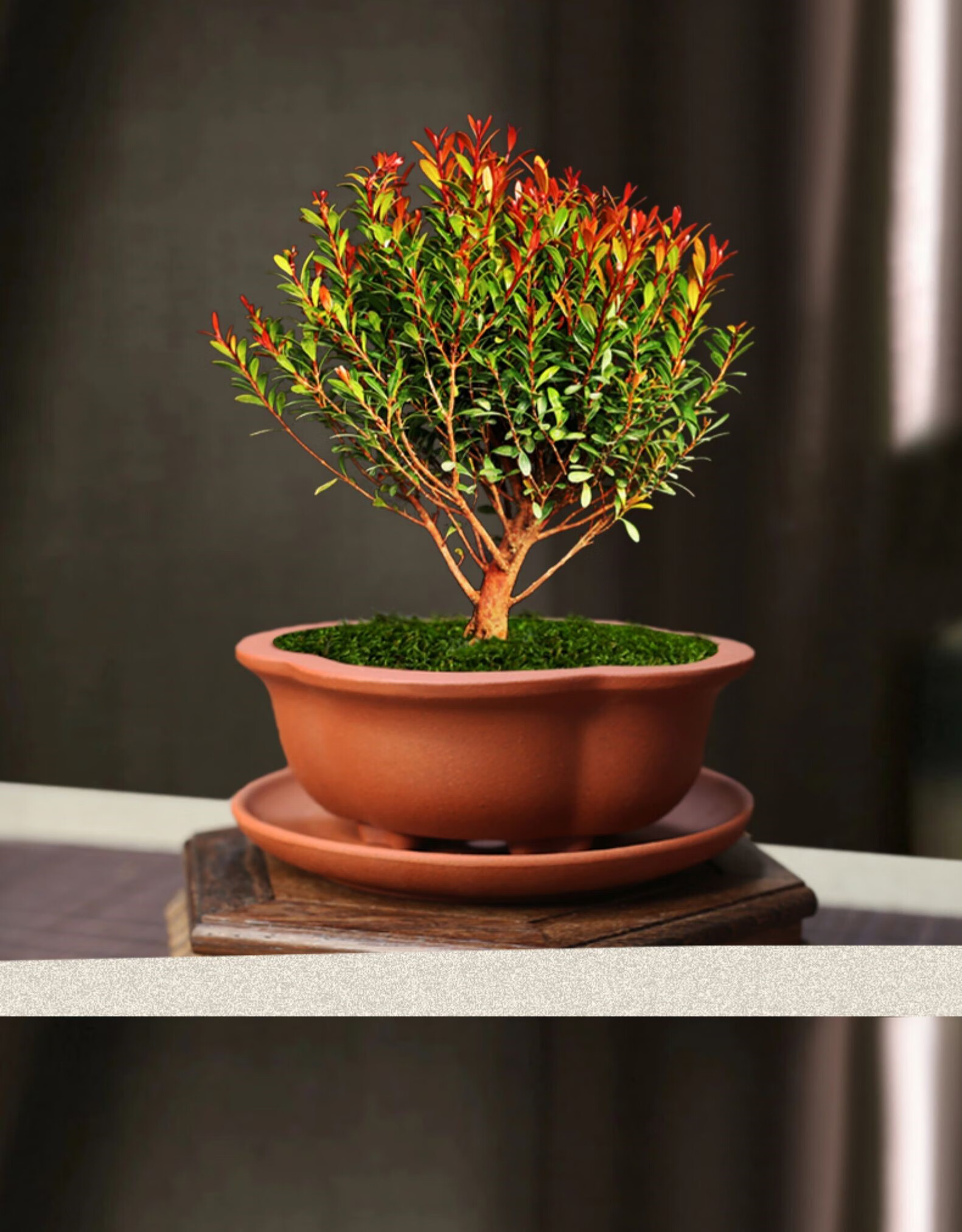 红芽赤楠盆景室内四季好养绿植茶桌盆景小摆件国风紫砂花盆绿植 四方
