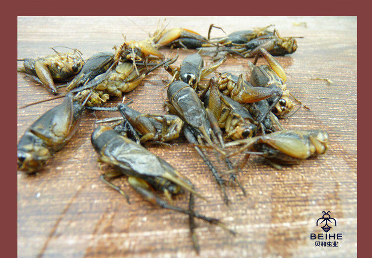 伟博蟋蟀新鲜冷冻蛐蛐食用昆虫油炸虫子土蛰子油葫芦蝈蝈 一斤新鲜
