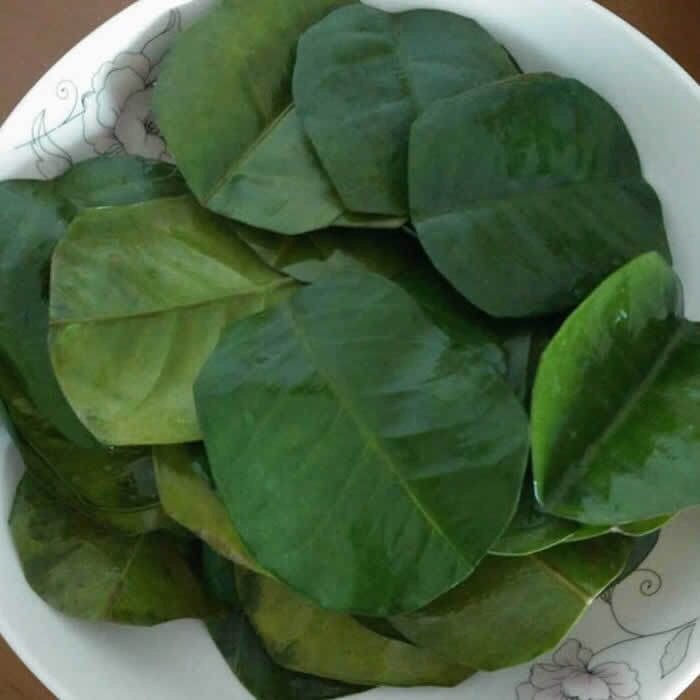 50片装柚子叶新鲜去晦气开运沐浴洗澡60年老树叶子当天采摘鲜叶50片装