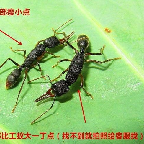 瑾伦猎镰猛蚁大型宠物蚂蚁蚁后繁殖产卵活体新手家养1后10工