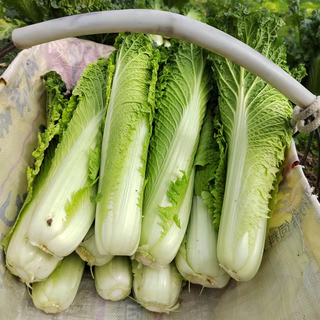 貴州農家露天自種青口白新鮮蔬菜青麻葉大白菜青白口自然成熟 1501g