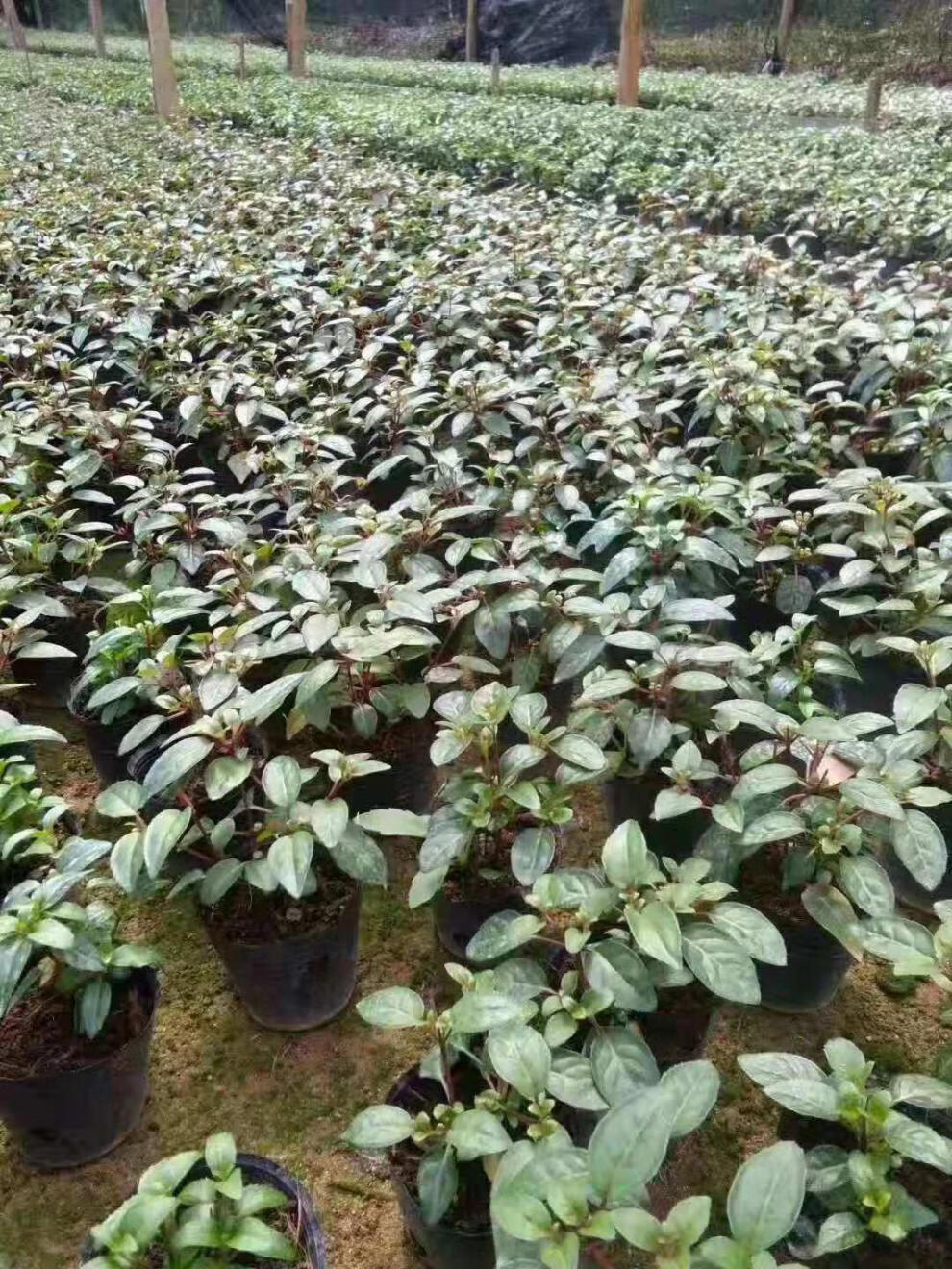 倒挂金钟盆栽垂吊花卉木本灯笼花苗室内绿植灯笼花盆栽一颗烈焰金钟不